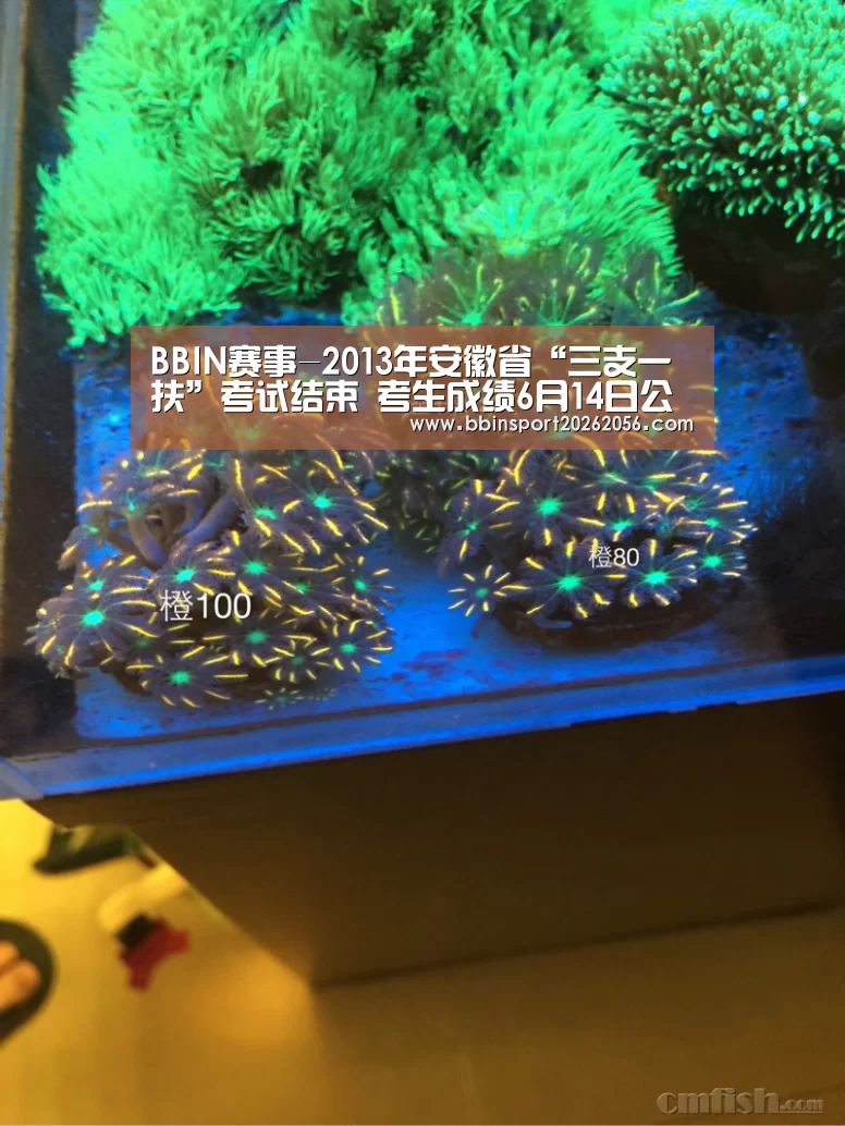 BBIN赛事-2013年安徽省“三支一扶”考试结束 考生成绩6月14日公布(图3) BBIN体育